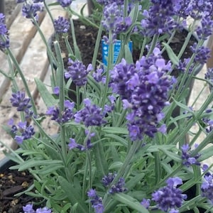 May include: A potted lavender plant with purple flowers in bloom. The plant is in a black pot and is sitting on a wooden surface.