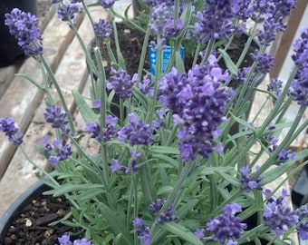 May include: A potted lavender plant with purple flowers in bloom. The plant is in a black pot and is sitting on a wooden surface.