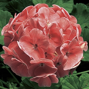 MPB#3 Geranium Ringo Salmon Seeds 15 thru 250 Seeds You Pick geranium seeds