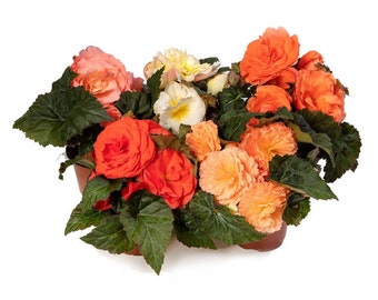 Trailing Begonia Seeds Limitless® Salmon Shades 15 Pelleted Seeds