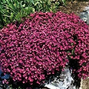 100 Seeds Rock Cress Cascading Red (PERENNIAL)