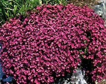 100 Seeds Rock Cress Cascading Red (PERENNIAL)