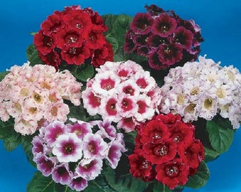 MPB#5 Gloxinia Seeds Empress Mix 15 thru 500 Pelleted Seeds Sinningia Speciosa