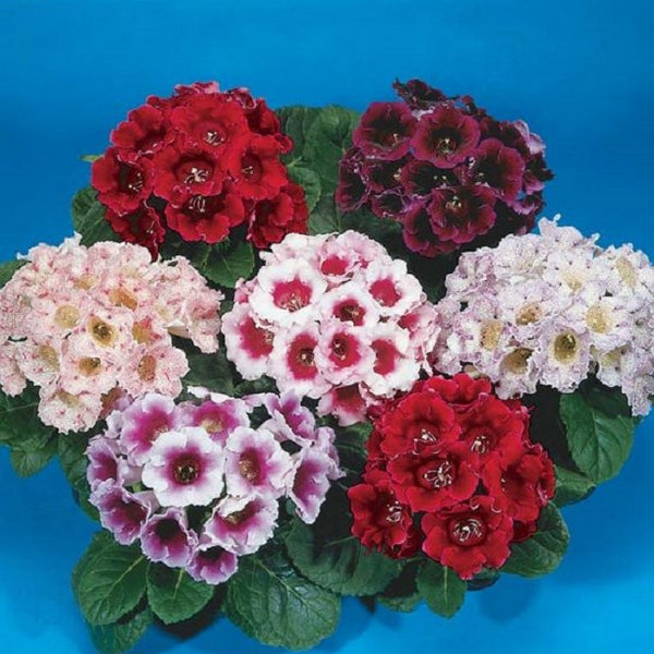 MPB#5 Gloxinia Seeds Empress Mix 15 thru 500 Pelleted Seeds Sinningia Speciosa