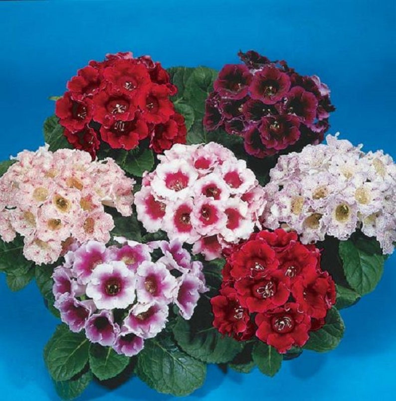 MPB5 Gloxinia Seeds Empress Mix 15 thru 500 Pelleted Seeds Sinningia Speciosa image 1