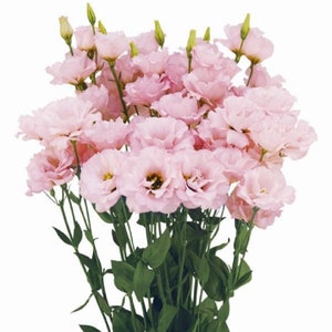 Floral Lisianthus Seeds Megalo Cherry 25 Pelleted Seeds Cut Flower Seeds
