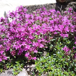 Herb Seeds Creeping Thyme 500 to 5,000 Seeds Ground Cover Perennial