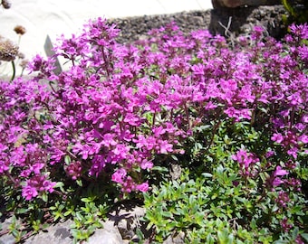 Herb Seeds Creeping Thyme 500 to 5,000 Seeds Ground Cover Perennial