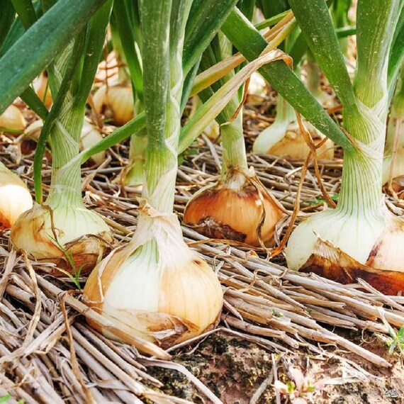 MPB11 Onion Seeds Walla Walla Sweet Onion 50 Thru 1000 Seeds Etsy