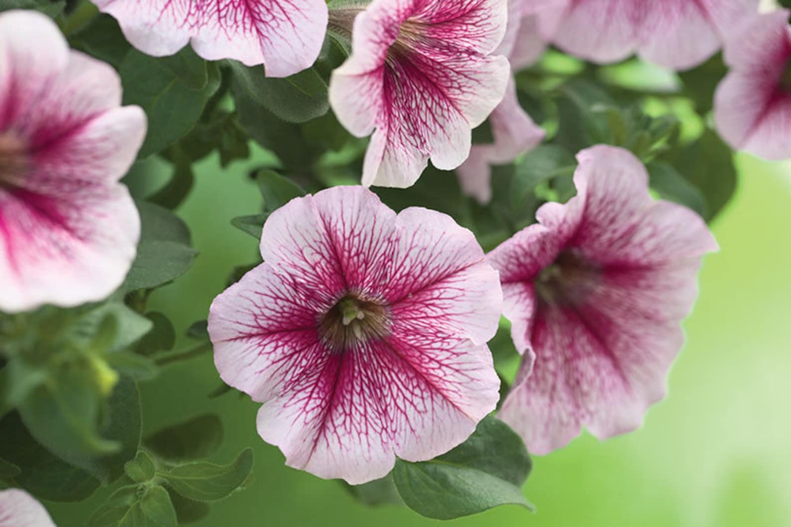 петуния опера суприм лилак айс. петуния опера распберри айс. петуния распберри айс. петуния ампельная опера малиновые жилки. опера малиновые жилки.