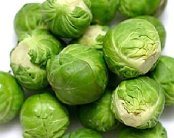 Vegetable Seeds 3,000 Brussel Sprout Seeds Long Island Improved