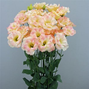 Floral Lisianthus Seeds Megalo Champagne 25 Pelleted Seeds Cut Flower Seeds