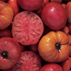 Heirloom Seeds Mortgage Lifter Tomato 25 thru 1,000 Garden Seeds