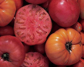 Heirloom Seeds Mortgage Lifter Tomato 25 thru 1,000 Garden Seeds