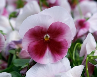 Pansy Seeds Grandio White With Rose Blotch 25 F1 Seeds