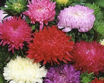 Aster Seeds Callistephus Tall Duchess Mix 50 Thru 500 Seeds You Pick