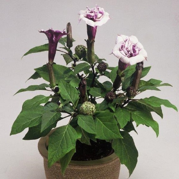 BIN2R11D2 Angel's Trumpet Seeds Ballerina Purple 100 Bulk Datura Seeds  Purple Datura Seeds