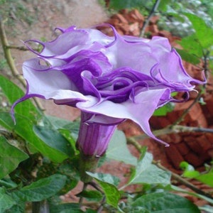 Datura Seeds Black Currant Swirl Double Flower 25 Seeds Angels Trumpet  Brugmansia