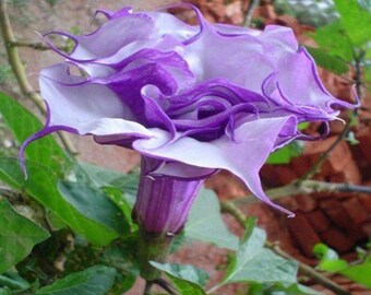 Datura Seeds Black Currant Swirl Double Flower 25 Seeds Angels
