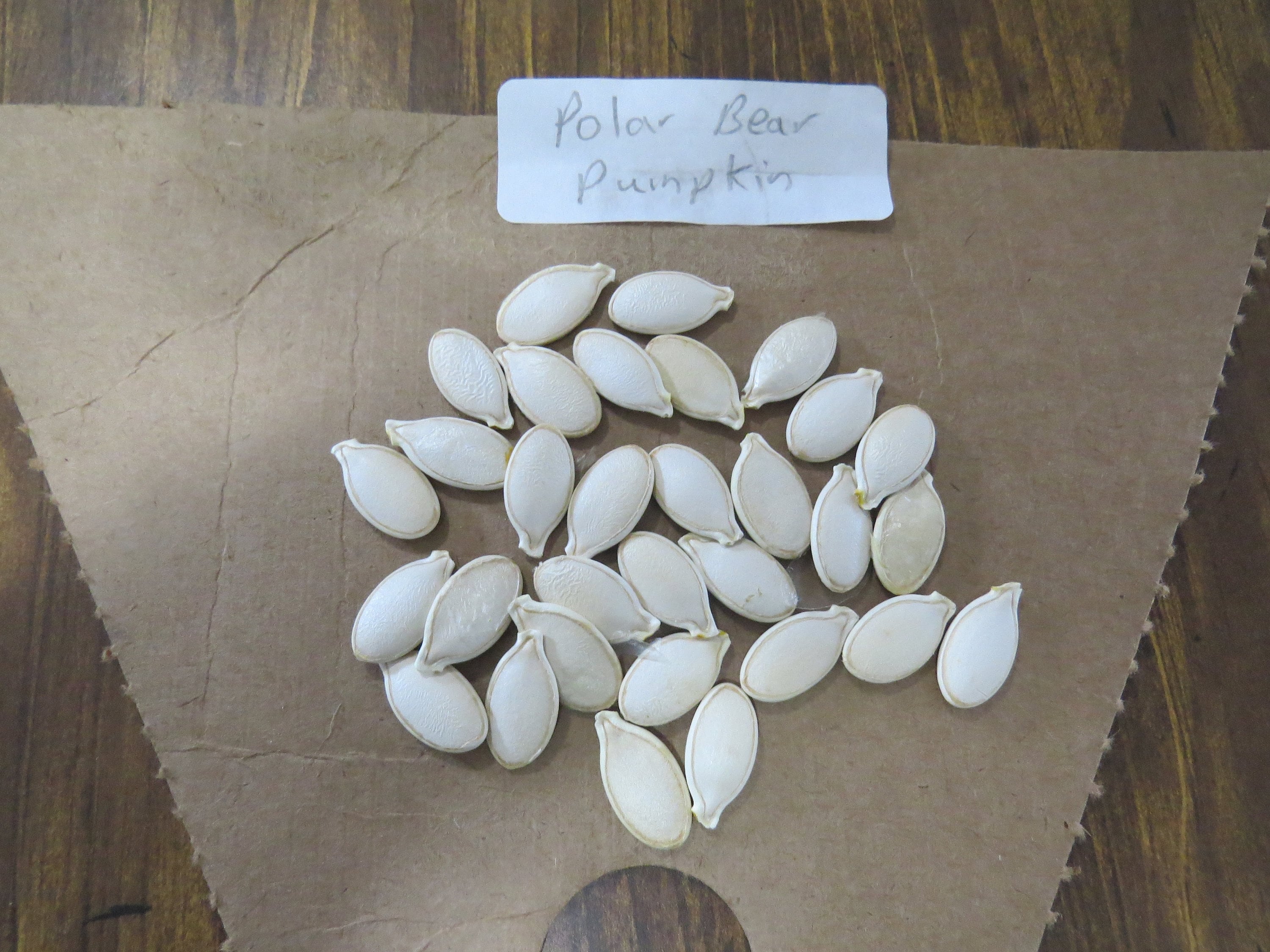 Polar Bear Pumpkin Seeds White Pumpkin 15 Thru 100 Seeds Etsy Nederland polar-bear-pumpkin-seeds-white-pumpkin-15-thru-100-seeds-etsy-nederland