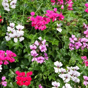 Ivy Geranium Seeds Reach Out Formula Mix 15 Seeds Trailing Geranium