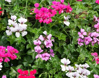 BIN#1R7D4 Ivy Geranium Seeds Reach Out Formula Mix 15 Seeds Trailing Geranium