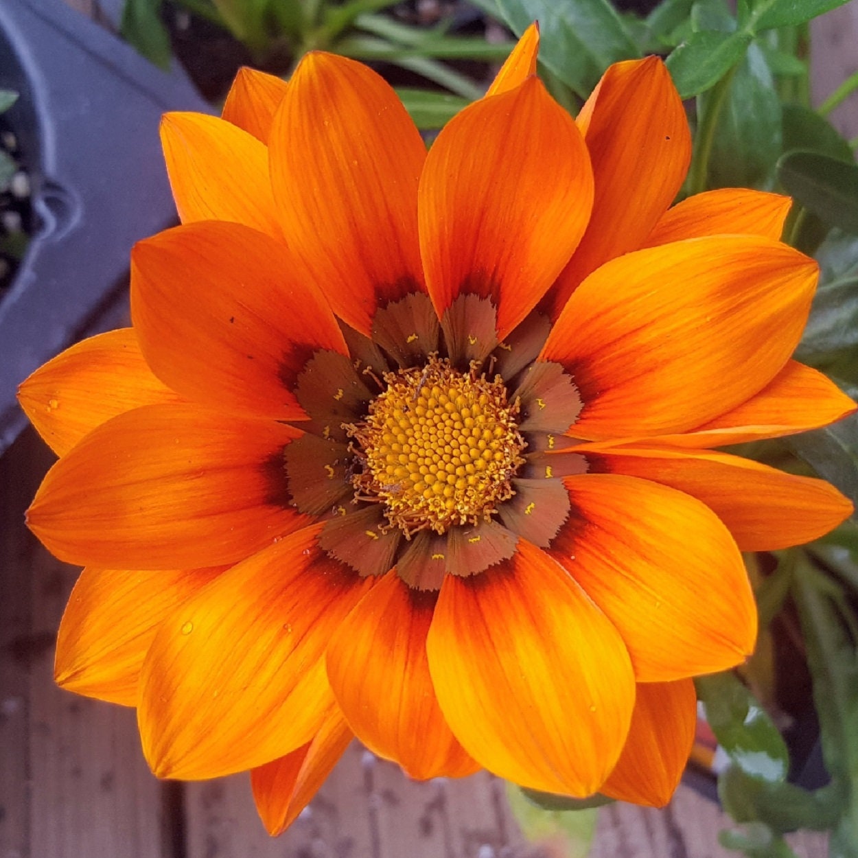 MPB#12 Gazania Seeds New Day Orange Gazania Linearis 15 Thru