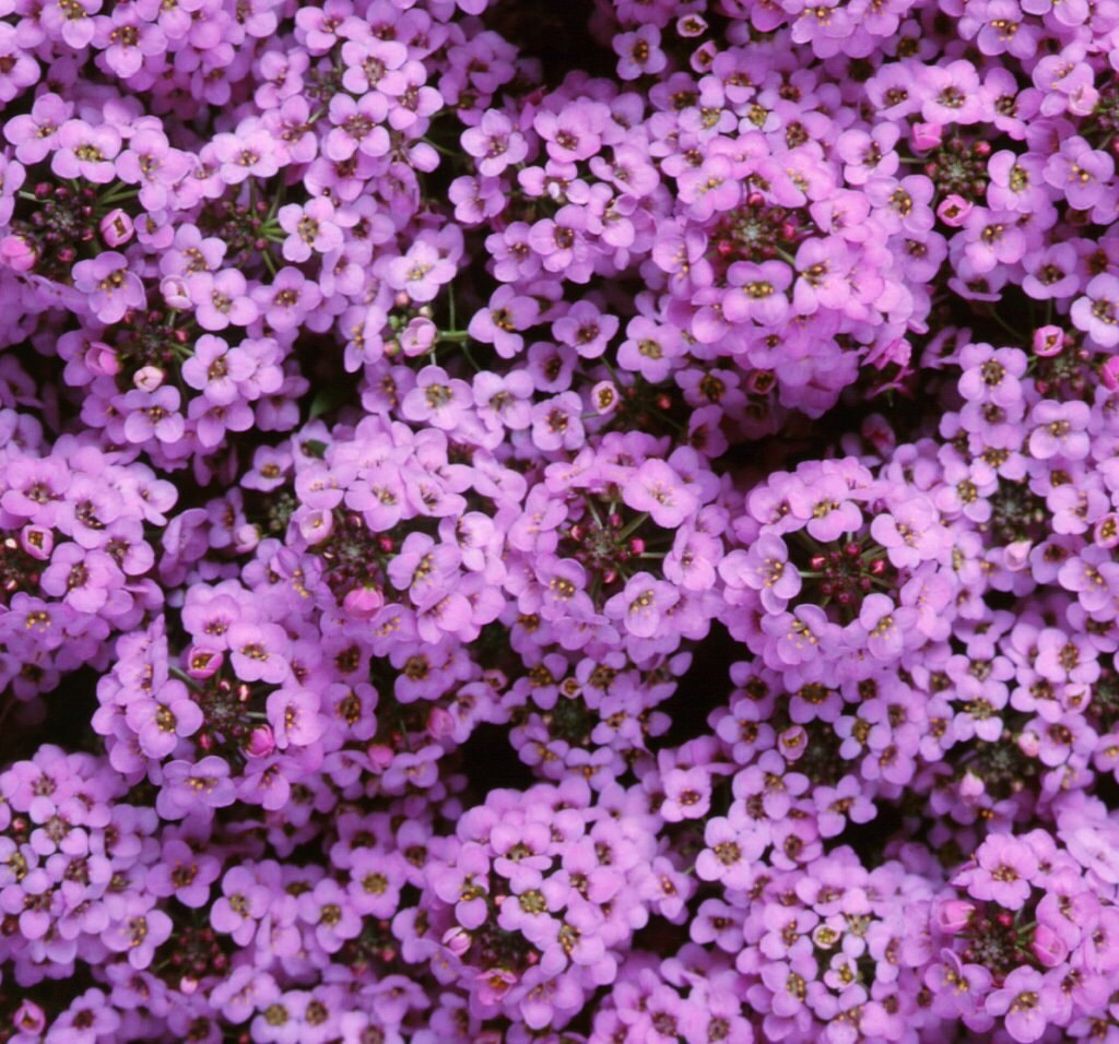 10,000 Bulk Seeds Alyssum Seeds Alyssum Cheers Lavender - Etsy