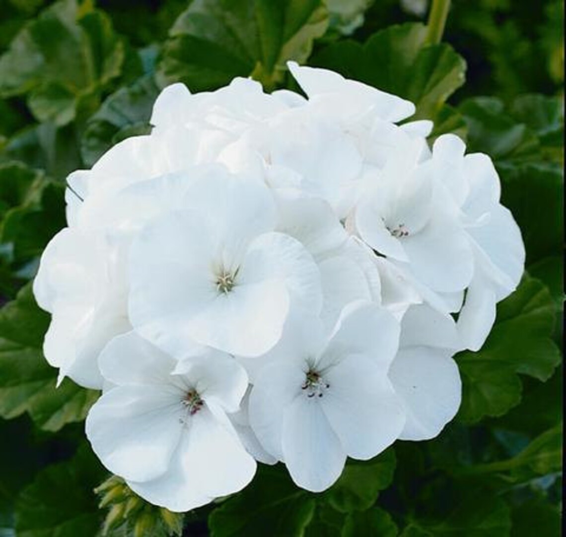 100 bulk geranium seeds for sale Maverick White Etsy