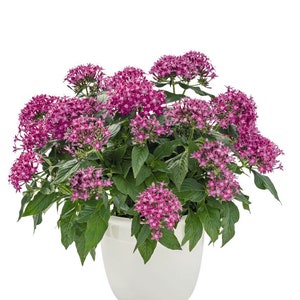 Pentas Seeds Pentas Graffiti 20/20 Ultra Violet 25 Pelleted Seeds