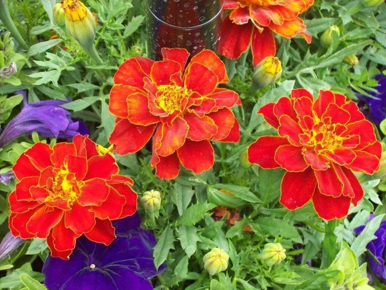 1000 Bulk Marigold Seeds Marigold Durango Red Etsy