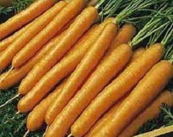 Vegetable Seeds 5,000 Carrot Seeds Tendersweet
