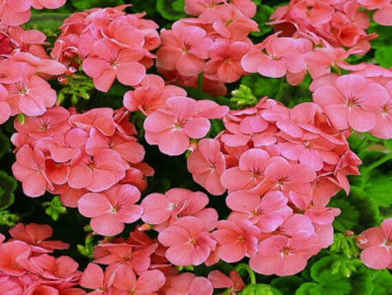 15 Geranium Film Coated MultiBloom Red Multi Bloom Geranium Seeds