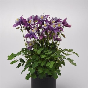Aquilegia Seeds 25 Earlybird Purple And White Columbine Seeds Perennial Seeds