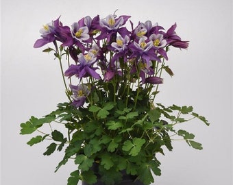 Aquilegia Seeds 25 Earlybird Purple And White Columbine Seeds Perennial Seeds