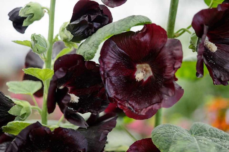 Hollyhock Seeds Watchman Black Hollyhock Seeds 10 thru 100 ...