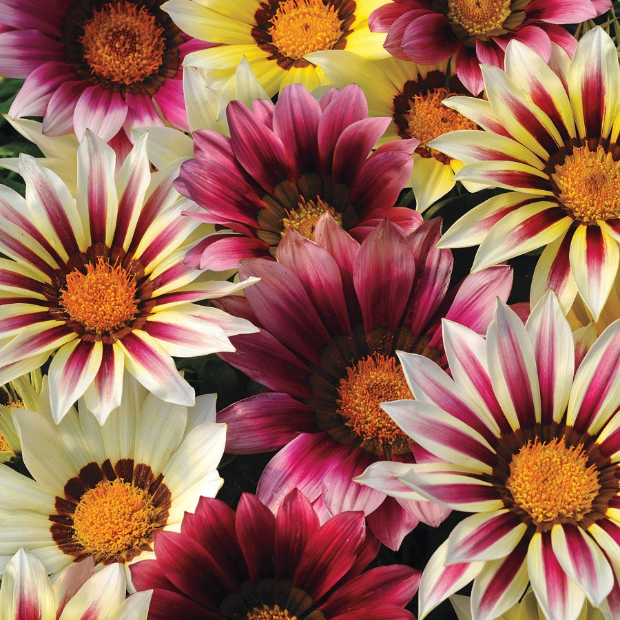 Gazanien Tag Mix/Bodendecker Drought-Tolerant Blumensamen 30 Gazanien Tag Mix/Bodendecker Drought-Tolerant Blumensamen 30