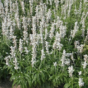 Salvia Seeds Salvia Victoria White 100 Flower Seeds