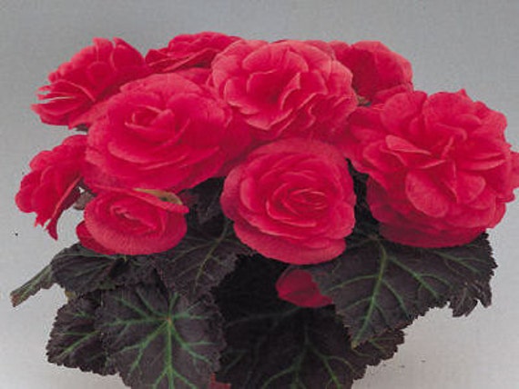 50 Pelleted Begonia Seeds Bossa Nova Orange Pelleted Seeds BULK SEEDS