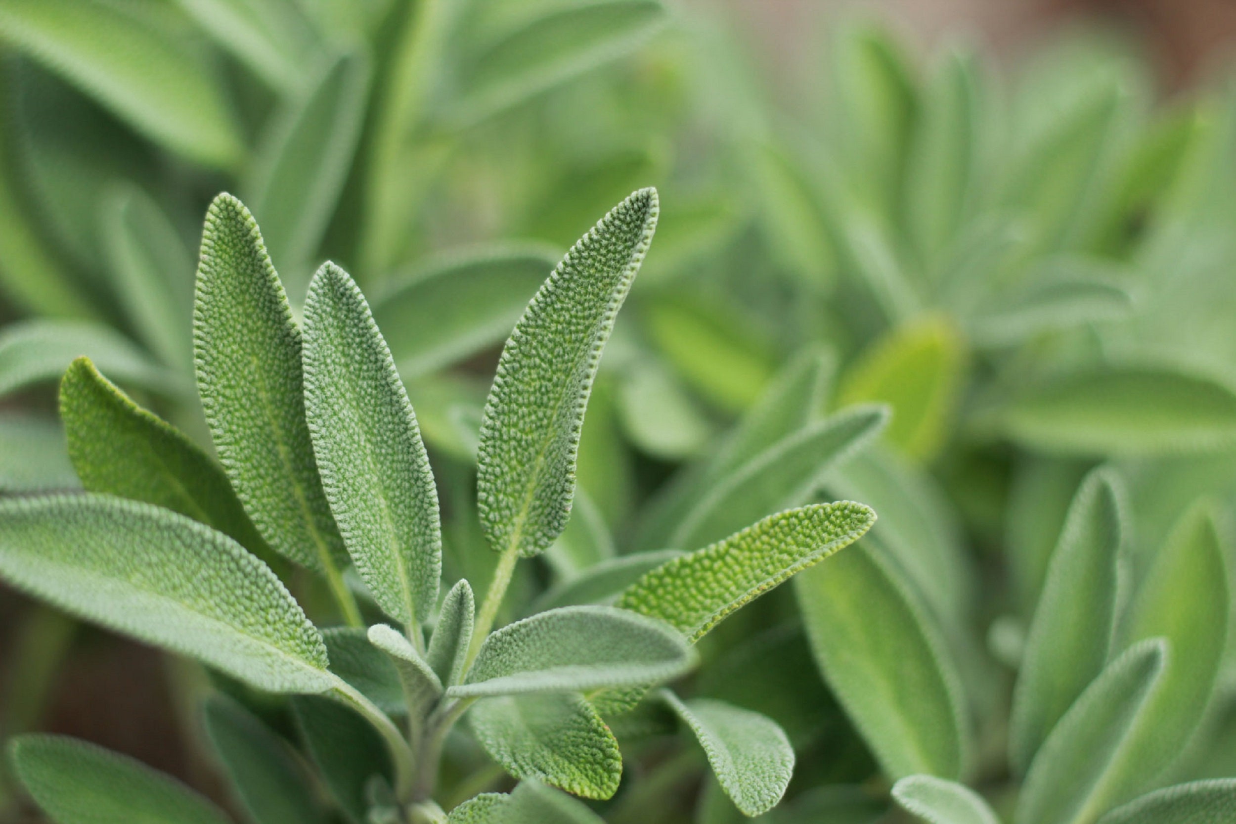 Broad Leaf Sage Seeds Herb Seeds 50 thru 500 Seeds Etsy