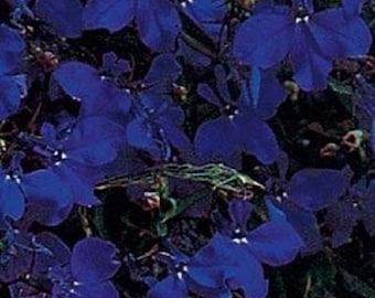 50 Multi Pelleted Seeds Lobelia Riviera Midnight Blue Lobelia Seeds