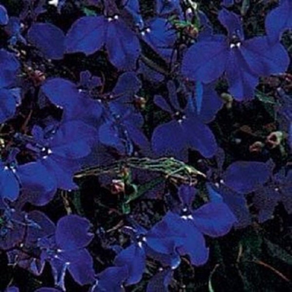 50 Multi Pelleted Seeds Lobelia Riviera Midnight Blue Lobelia Seeds