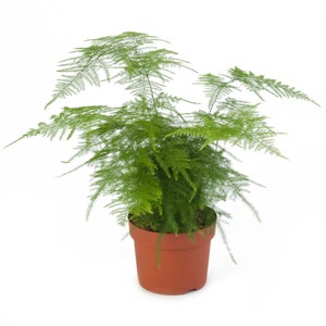 MPB#5 Asparagus Fern Seeds Asparagus Plumosus Nanus Climbing Fern Asparagus Seeds 25 Seeds