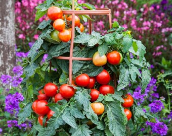 ロッド Summer tomato il_340x270.4248453815_753u.jpg
