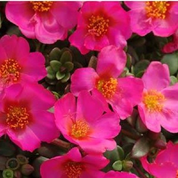 50 Purslane Seeds Toucan Fuschia Succulent Seeds Portulaca Seeds