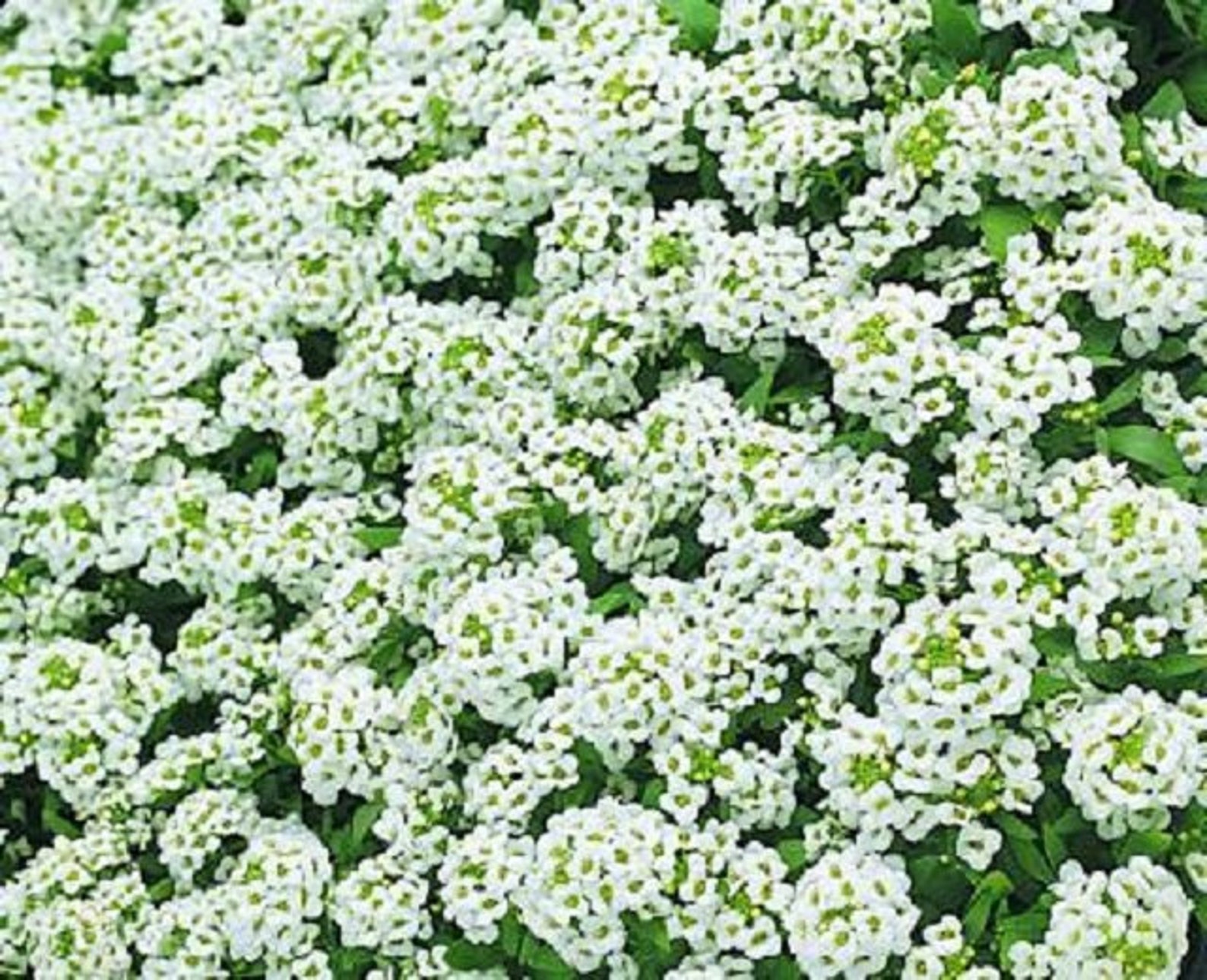 100 Seeds Alyssum Cheers White GROUND COVER Etsy