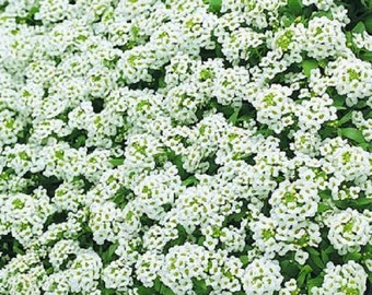 100 Alyssum Seeds Cheers White GROUND COVER