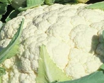 Cauliflower Seeds Snowball Improved 1,000 Seeds