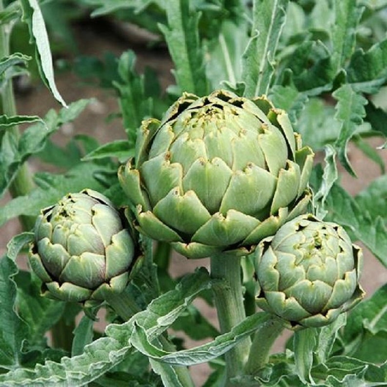 Green Globe Artichoke Seeds 25 Thru 250 Seeds Heirloom Seeds Etsy