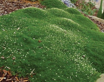 MPB#2 Sagina Irish Moss Seeds PERENNIAL SEEDS Sagina Seeds 5,000 Bulk Seeds